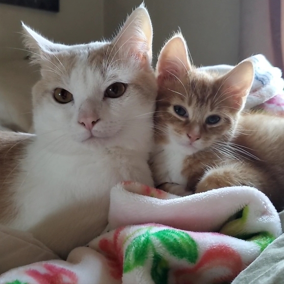 Clean, Stylish Brand Name Clothing, Shoes, Accs & Items #VSPink #Levis #AE #Kors - Picture 12 of 16